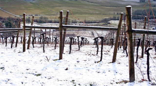 snow on grapevines