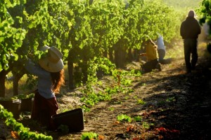 people in vineyards harvest wine grapes with bins in the rows