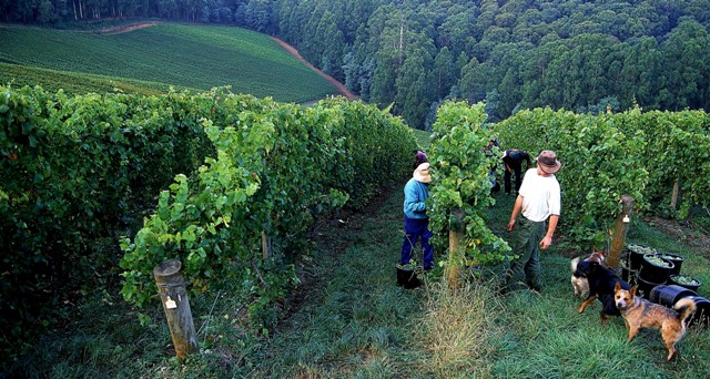 vineyards at harvest