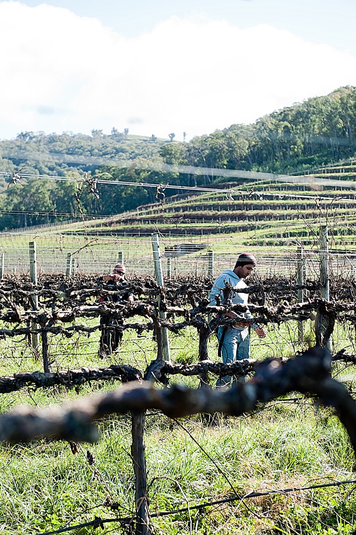 vineyard worker and vines