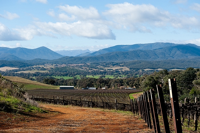 Australian vineyard landscape with blue sky, mountains and vine posts