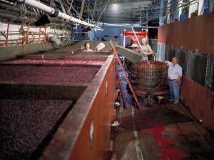 winemaking operations with the cellar master