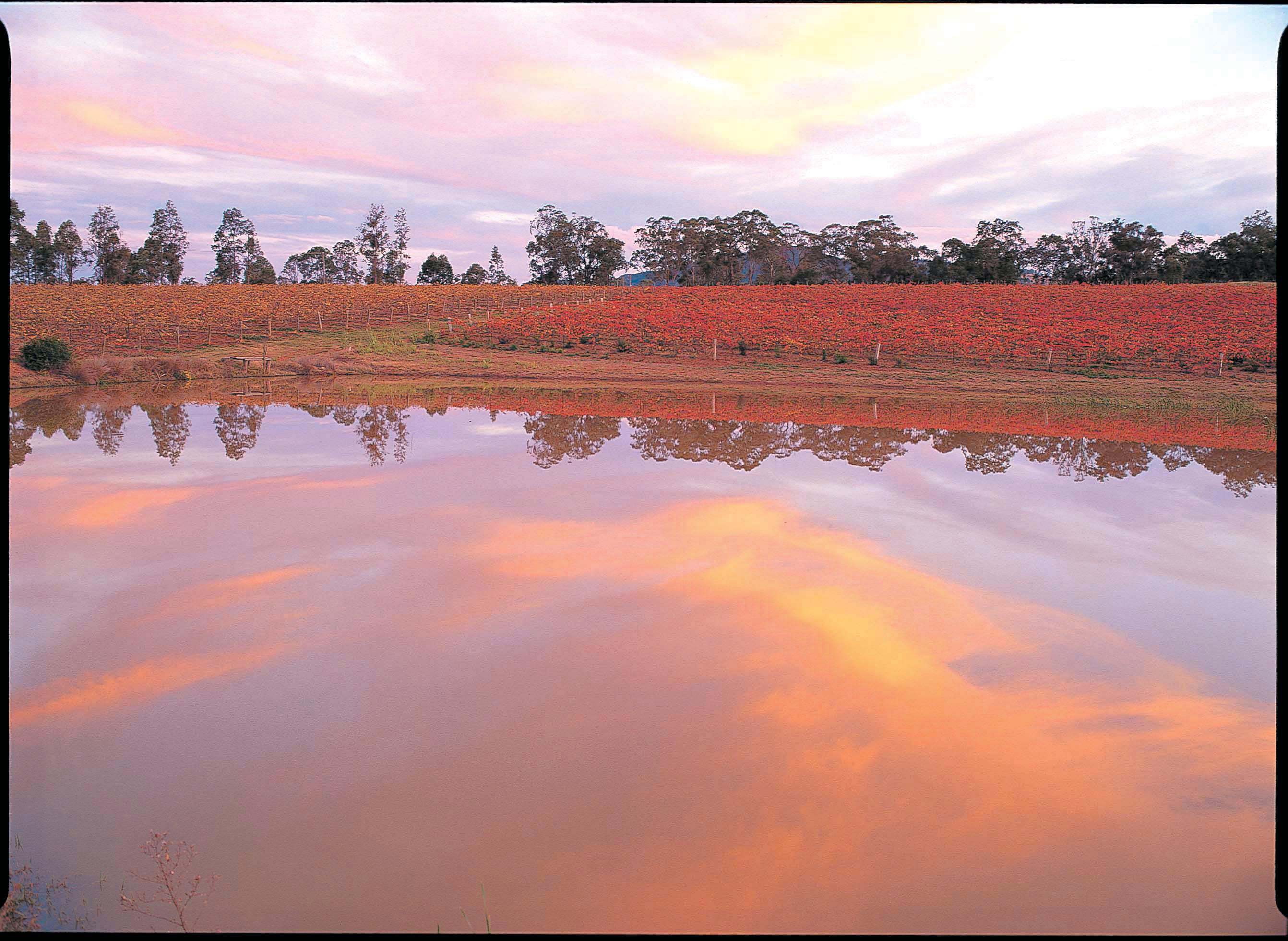 sunset on the vines next to a body of water reflecting the sky