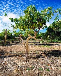 an old vineyard vine 