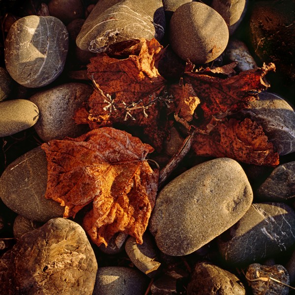 rocks and leaves