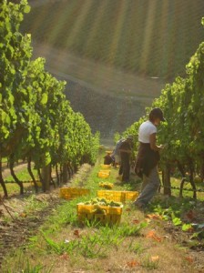 harvest hand-picking in vineyards with yellow bins in the rows