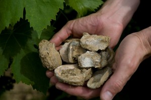 hands hold seashells found in vineyard