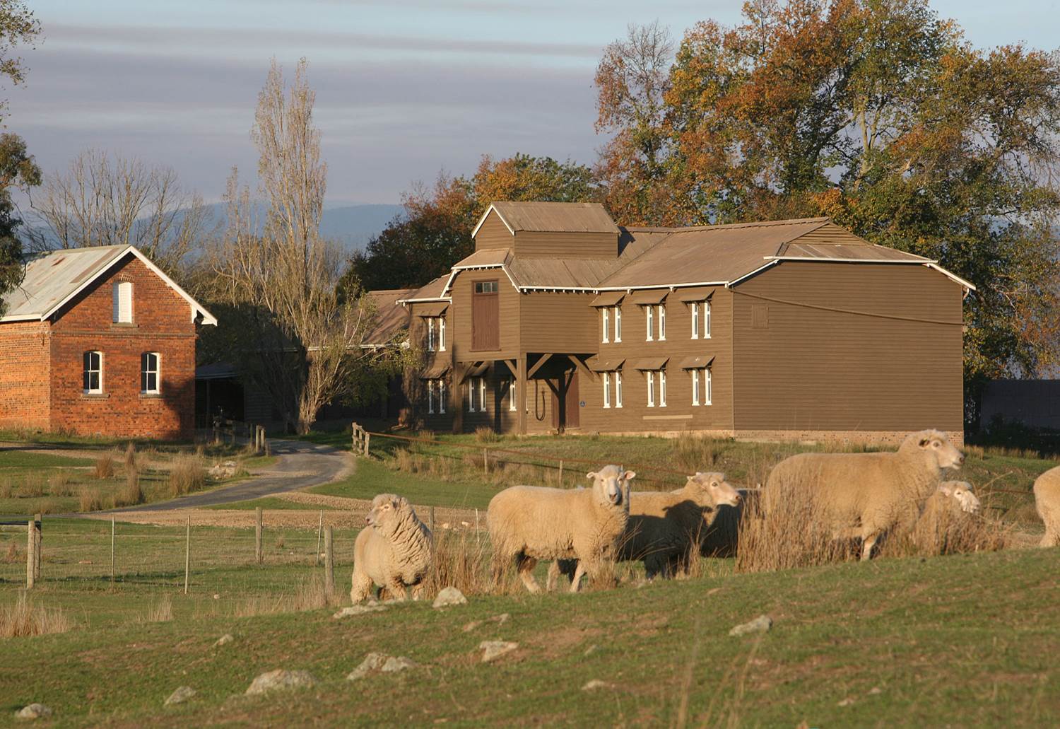 sheep in front of a farmhouse