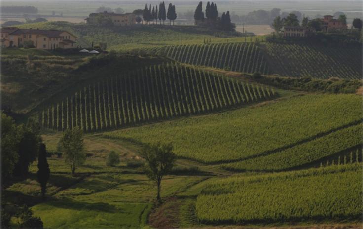 green vineyard landscape
