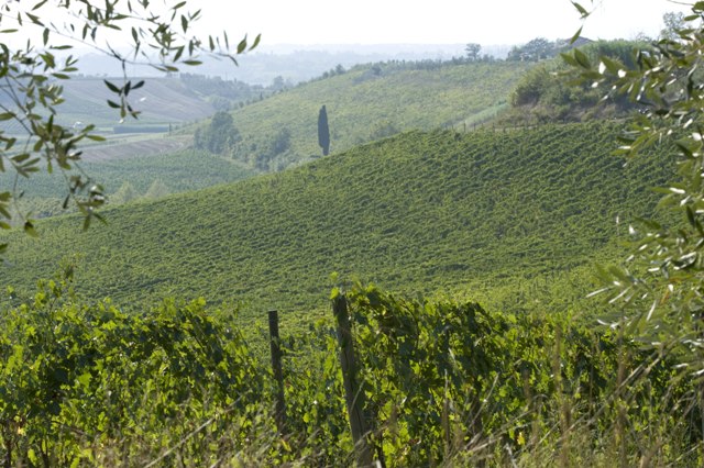 green vineyard view