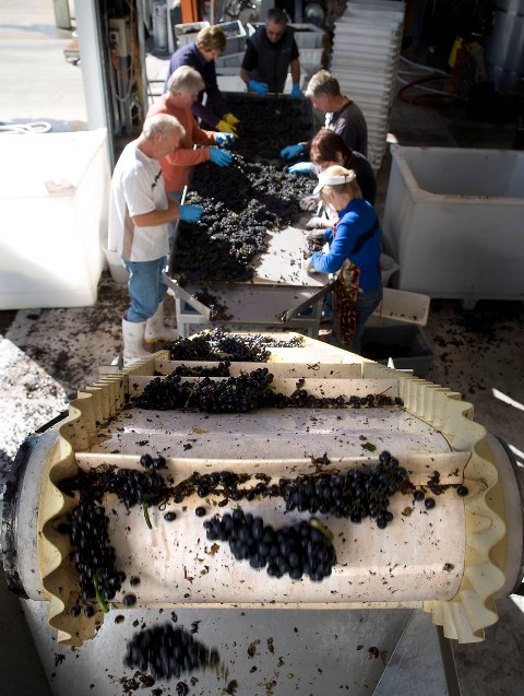 workers at a winery