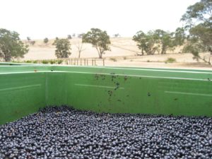 grapes fermenting in an open bin with the landscape of Heathcote in the background