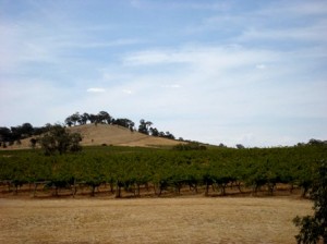 Jasper Hill winery vineyards landscape blue sky, green vines, brown grassy hills