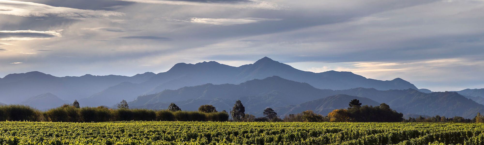 mountain and vineyard landscape