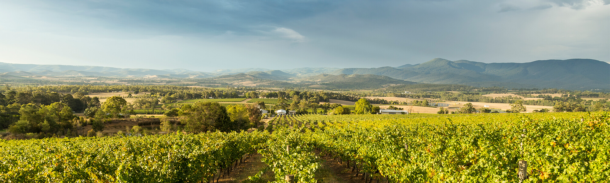 Innocent Bystander Old Bridge Cellars Wines