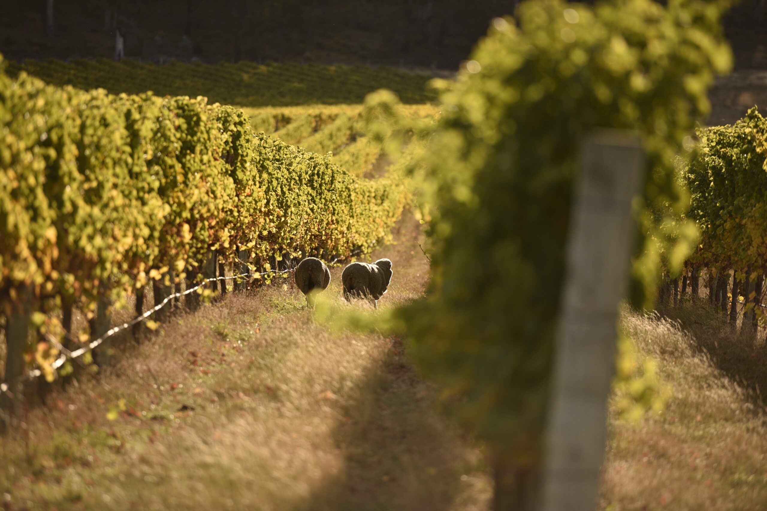 sheep in vineyard rows