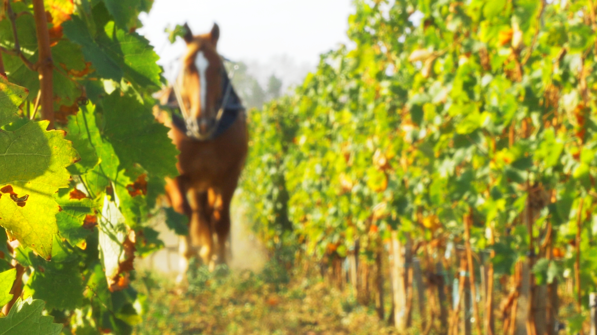 draft horse in vines