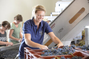 Person sorts grapes from a bin at vineyard harvest