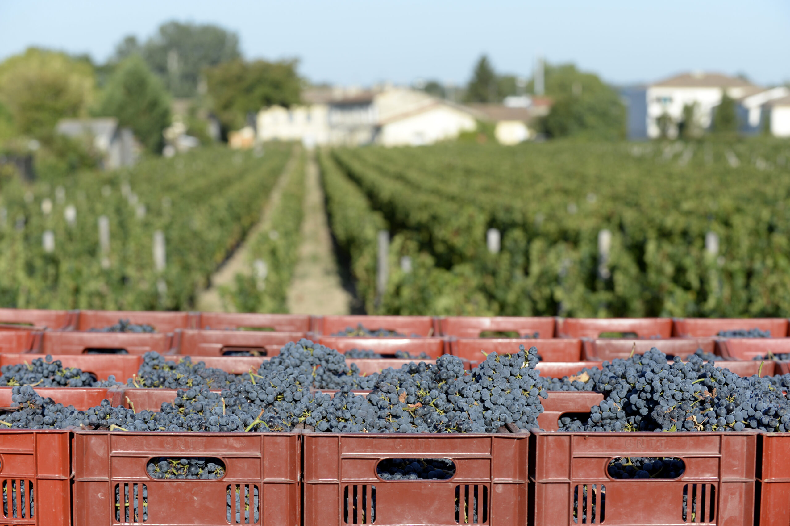 grapes in bins in a vineyard