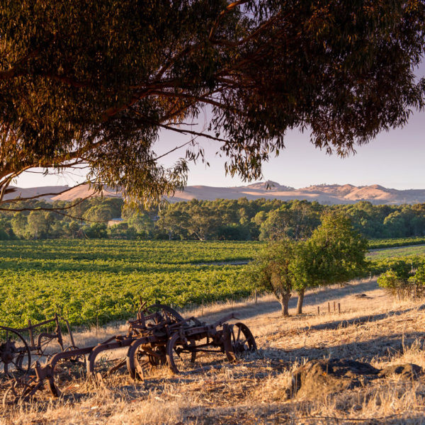 An old rusted piece of farm equipment under a tree with vineyards and brown hills in the background