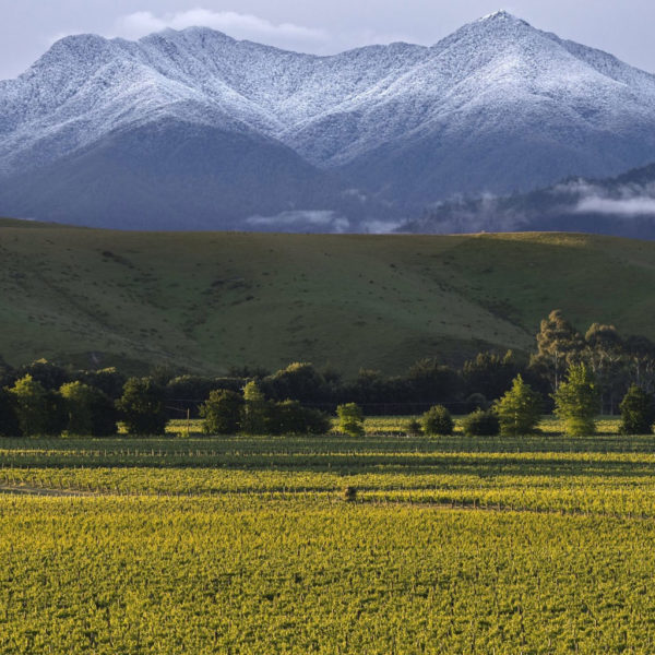 Snow covered mountains in the background of green hills and rows of vineyards on the valley floor