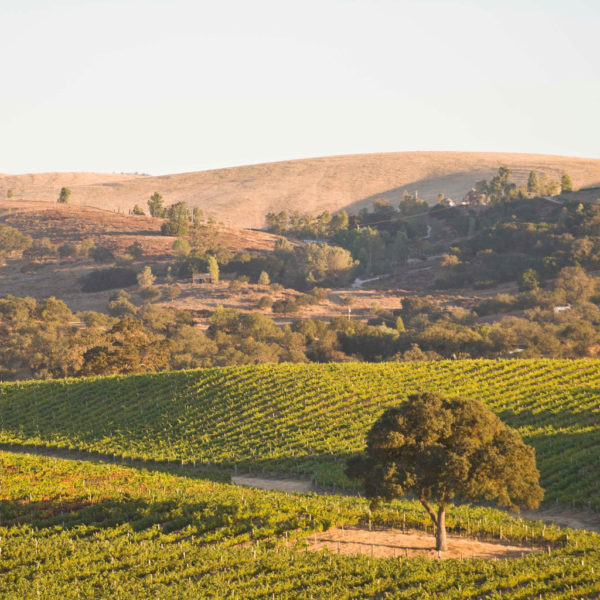 Brown hills in background with rows of vineyards and an oak tree