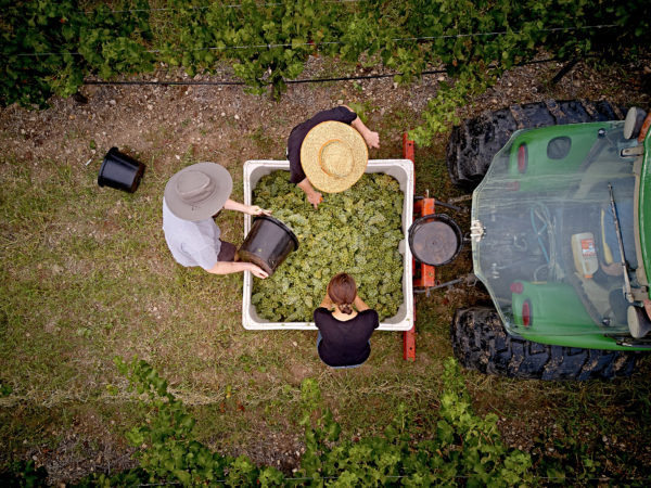 grapes in a bin with a tractor aerial view