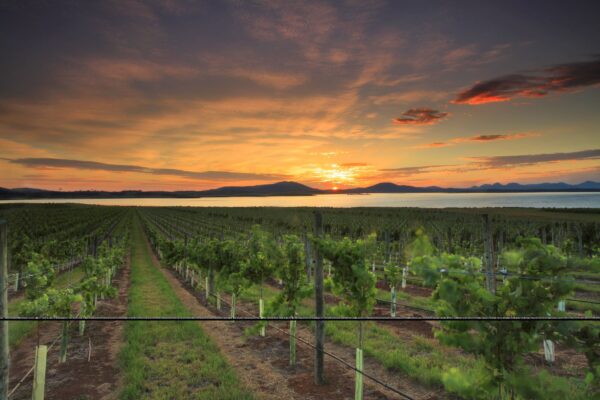 sunset of vineyard with ocean view