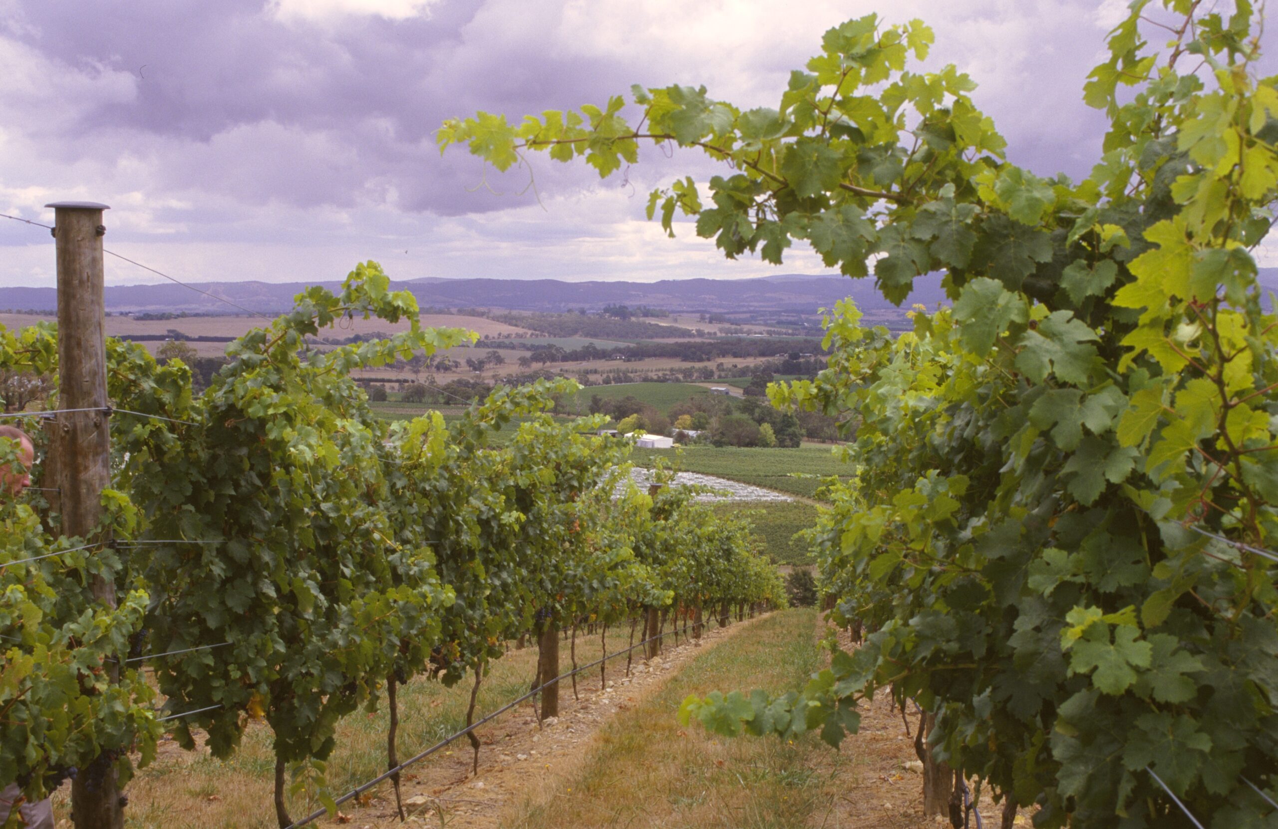 Vineyard landscape with clouds and valley