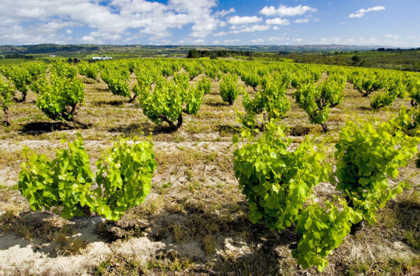 untrellised vines in a vineyard