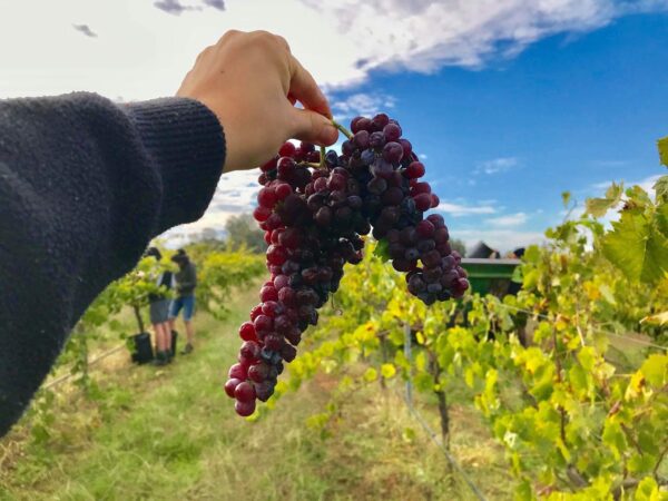 grape clusters held in a vineyard