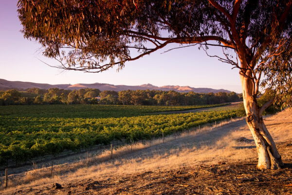 tree road and vineyard landscape